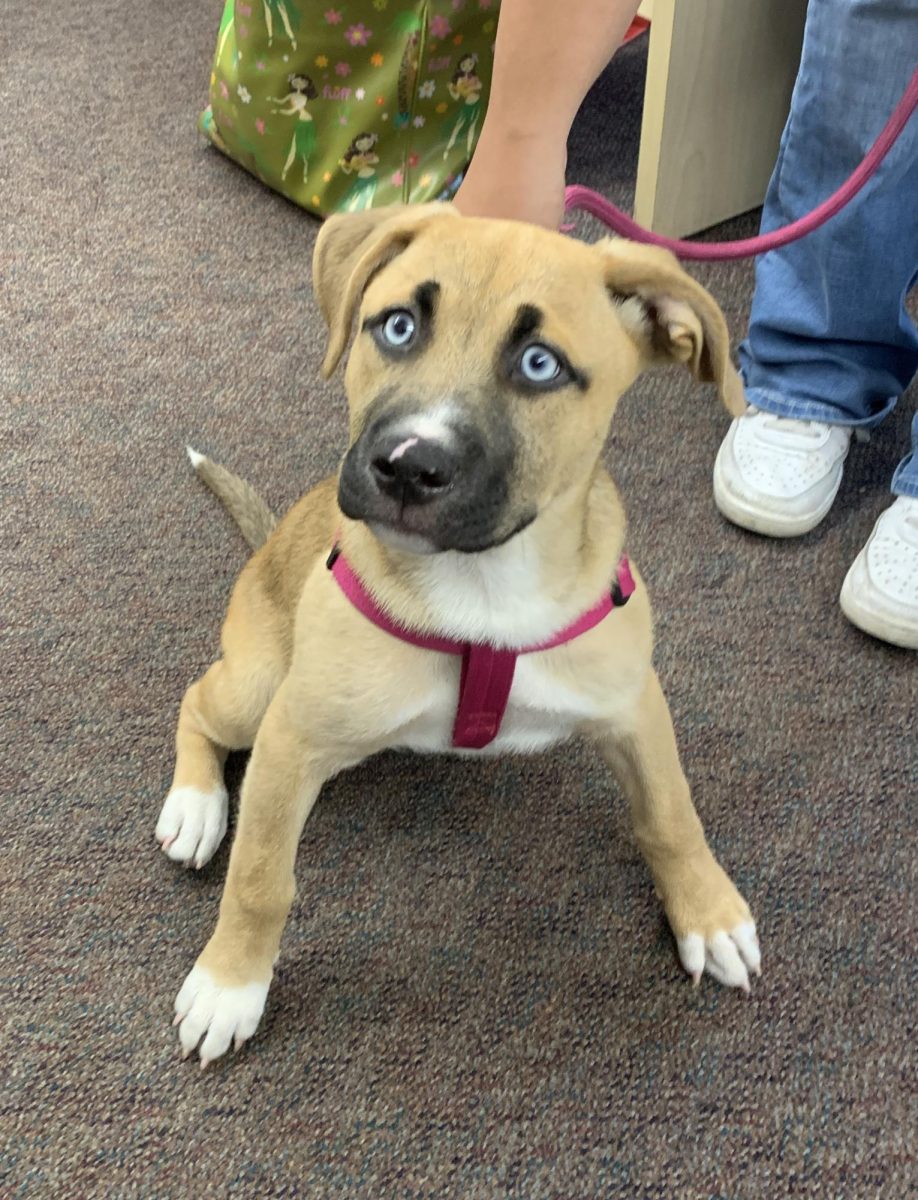 Sky, the world's cutest puppy.
