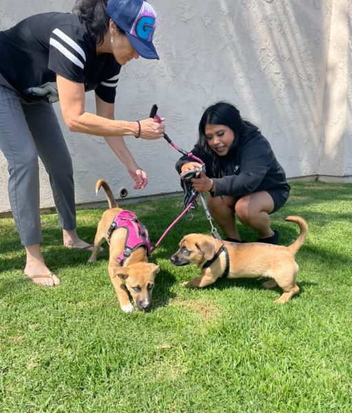 Ms. Frese with Sky and Rubi Orozco Venegas with Chapito, playing outside the VCA after their first puppy checkup.