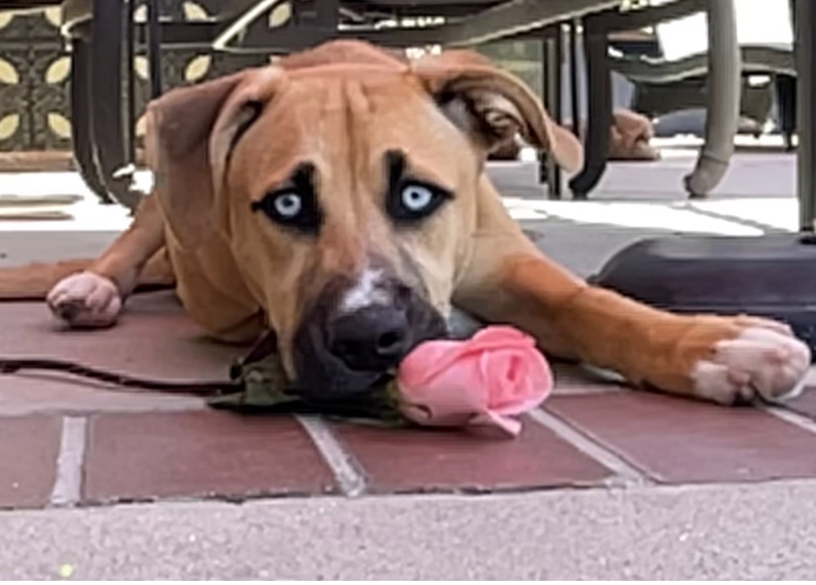 Sky (growing up fast) with a pink rose for you.